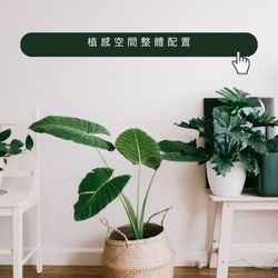 植感空間整體配置方案