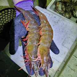 鮮凍白蝦