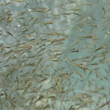 虱目魚 魚苗