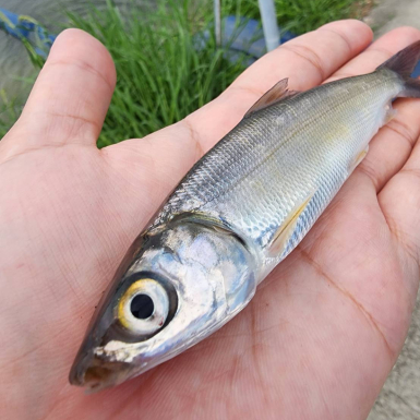 虱目魚 魚種