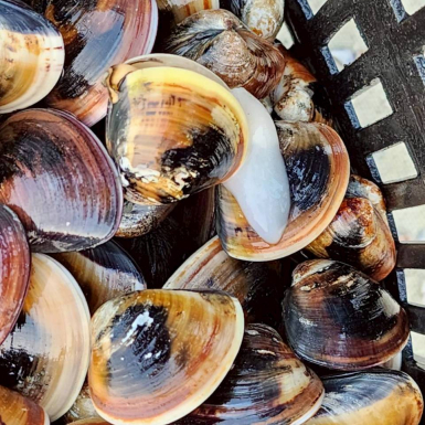 LINE_ALBUM_蛤蜊，魚肚，魚苗_260505_24