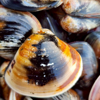 LINE_ALBUM_蛤蜊，魚肚，魚苗_260505_23