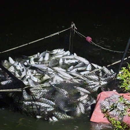 批發販售 虱目魚成魚